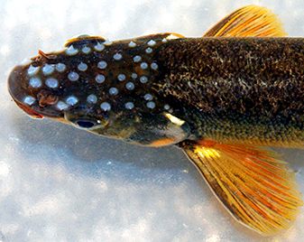 Phoxinus bigerri_09.jpg